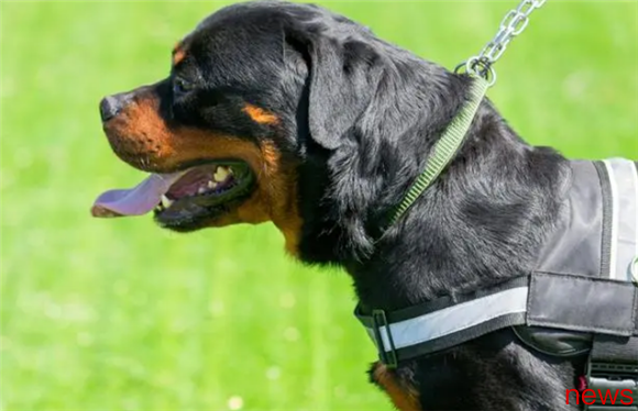 What breeds are there for dogs with strong combat effectiveness?