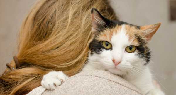 These 4 manifestations of cat recognition. How many cats do you occupy?