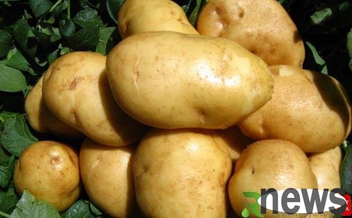 Sprouted potatoes are inedible. A little trick to use potatoes in life