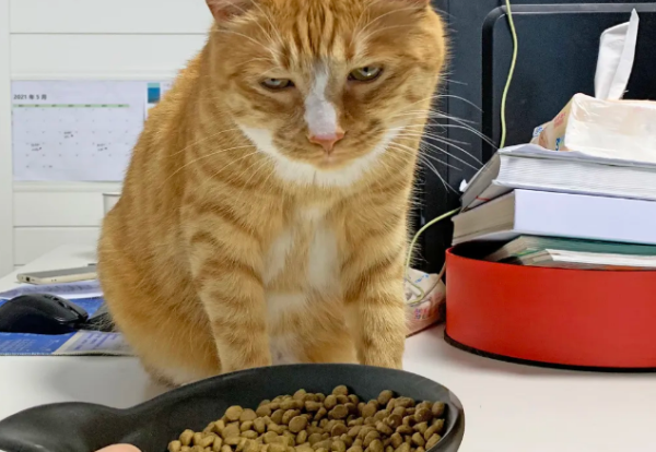 Cats do these
