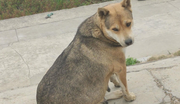 Why do pet dogs often get lost, but pastoral dogs don’t? There is a reason behind it