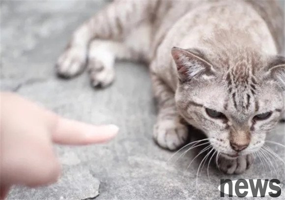 8 Tips to Relieve Tensions between Cats