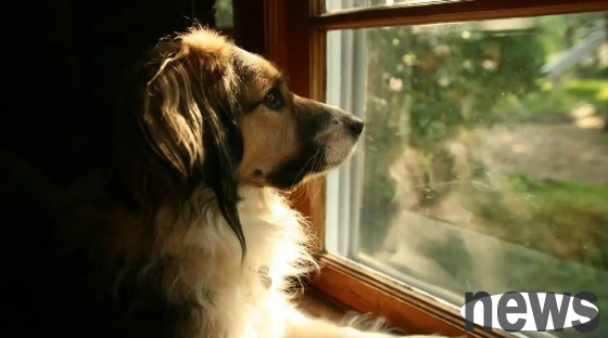 Why is the dog always excited when the owner returns home?