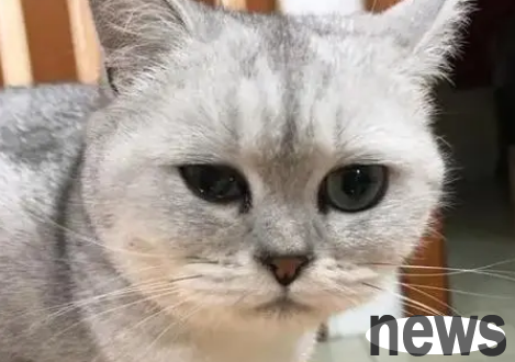 These 6 kinds of cats only recognize one owner in their lifetime, and are even more loyal than dogs!