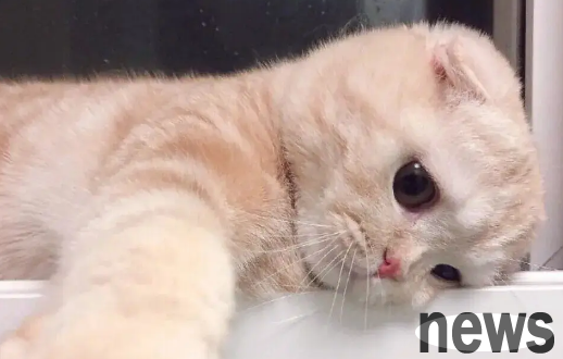 Why do cats always eat cat food when they are particularly hungry?