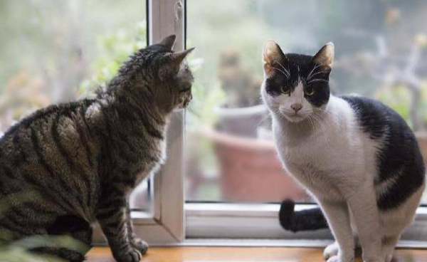 A list of canned cat foods, what are the advantages of domestic canned foods?
