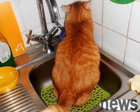Lower urinary tract syndrome of cats
