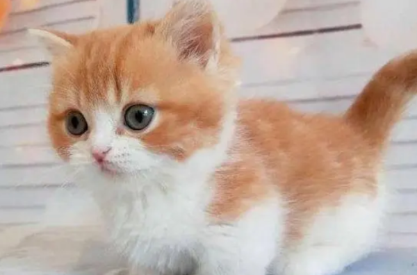 Today s analysis, what cats are suitable for novices?