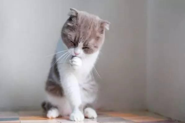 The benefits of cats getting rid of hair | Cats don’t just love clean hair. It turns out that there are so many functions. It’s amazing!