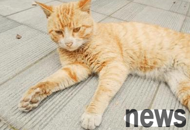 How should cats be kept when they are old? Tae shovelers learn it!