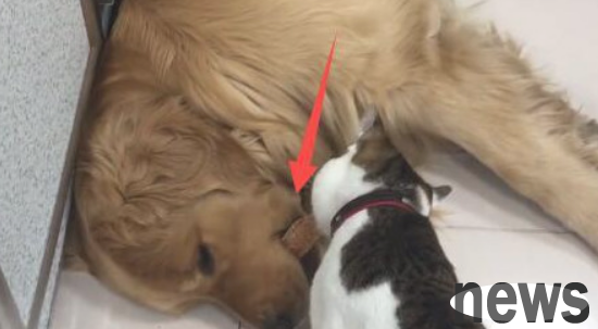 If the cat wants to steal the ingredients from the golden retriever s mouth, it wakes up. The dog quickly swallows the ingredients.