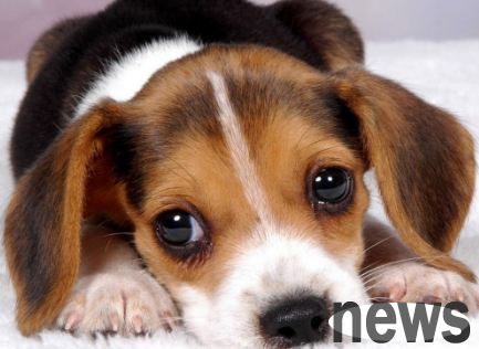 What s wrong with the itchy dog s body after taking a shower? Read this article ~