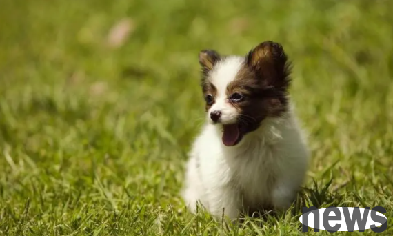 Popular science for breeding: Why do puppies like to bite their owners?