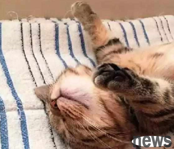 The cat shoveler posted a photo of the cat s sleeping posture, which unexpectedly gained the love of millions of fans. The kitten became famous for sleeping!