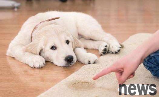 How to train your dog not to urinate or defecate anywhere? This article gives you the answer