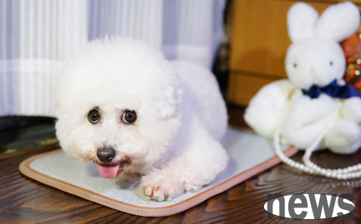Want to know if the dog has a little milk tea? Come and have a look
