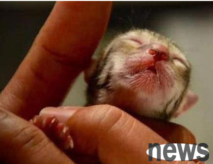 I picked up a kitten on the side of the road, and when I grew up, I picked up fish at home every day. The veterinarian persuaded me to send it away immediately