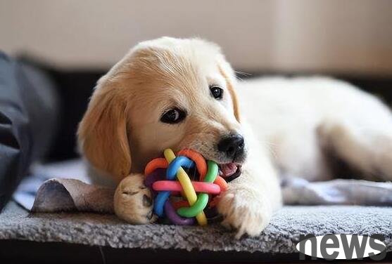 How many months does the dog start to become sensible? Come and learn about it