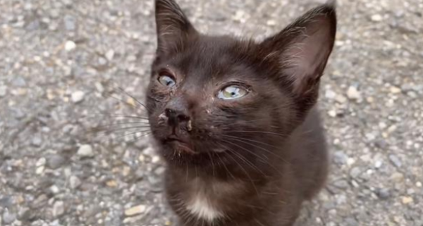 The little black cat wandering alone was dependent on the human brother for a meal. The cat said: I have to be responsible if I touch it!
