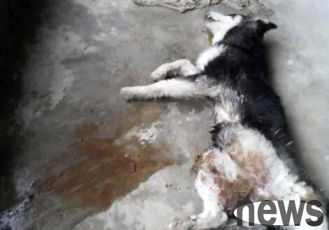 There is a reason why dogs die with open-sized dew!