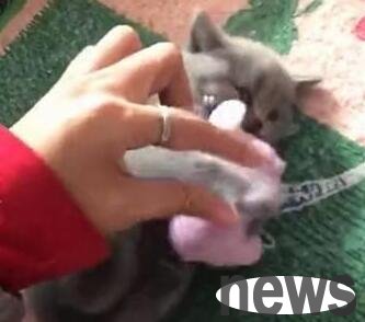 The little cat hugged the toy mouse tightly and was so cute that the owner wanted to grab it, but the cat was still anxious...