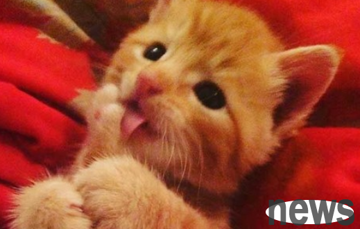 Full of love. The wandering little orange cat will be loved by someone from now on