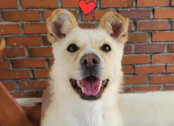 A stray dog ​​was abandoned after being adopted for 10 days because it was too docile? !