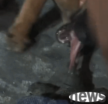 A fierce dog barking came from the yard. After checking the situation, the owner was speechless: Who made you so greedy?