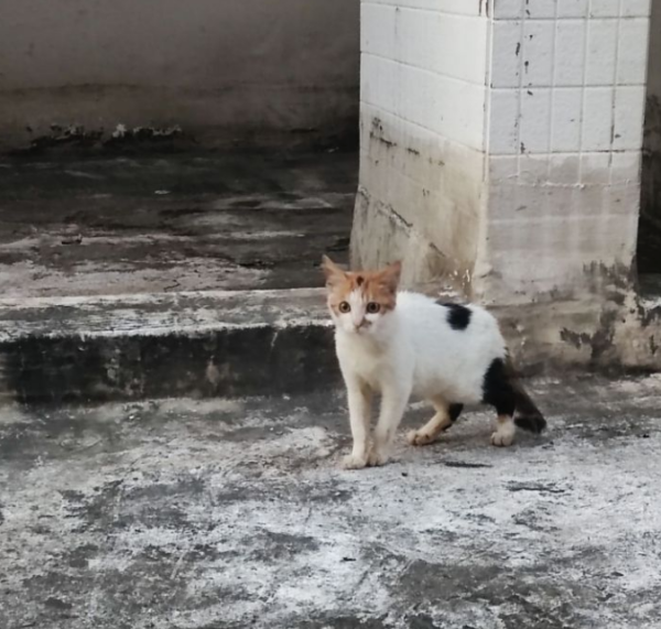 I always do not support feeding stray cats and dogs.