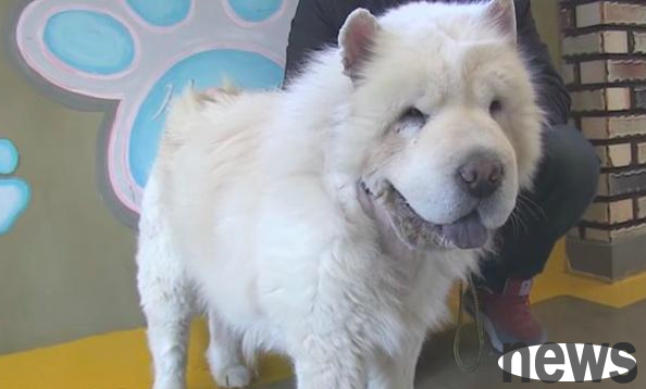 The Chow Chow was abandoned by his two owners one after another. After wandering for 3 months, he was finally cured by the warm man.